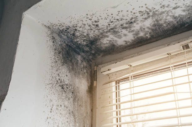 Affordable Attic Mold Remediation solutions in Jackson, KY
